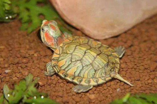 乌龟冬眠用什么沙子