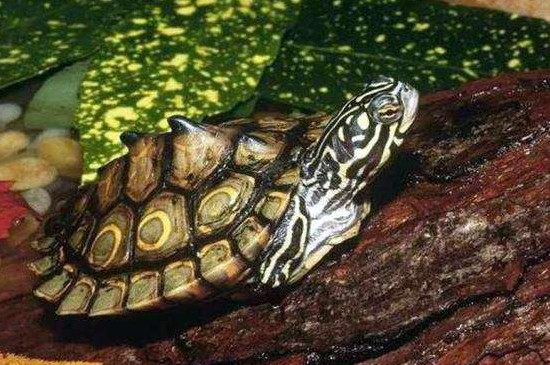 乌龟多少度开始冬眠