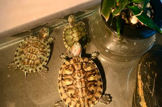 巴西龟冬眠后怎么养