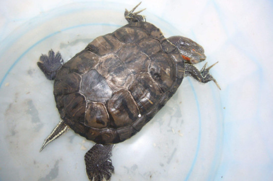怎么判断乌龟是冬眠还是死了