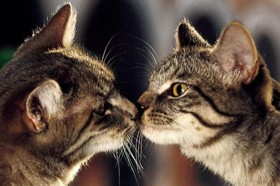 猫咪互相闻是什么意思