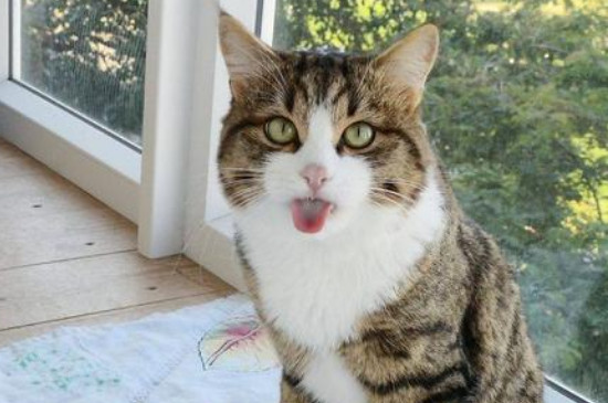 猫咪吐黄水能自己好吗