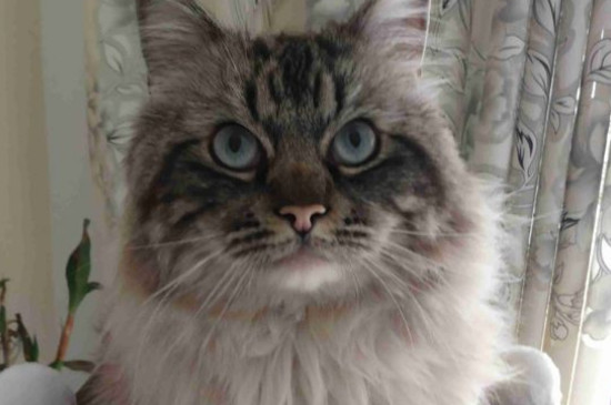 西伯利亚森林猫价钱图片，纯种西伯利亚猫多少钱一只