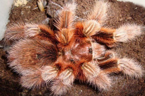 火玫瑰蜘蛛寿命有多长时间，如何饲养智利火玫瑰