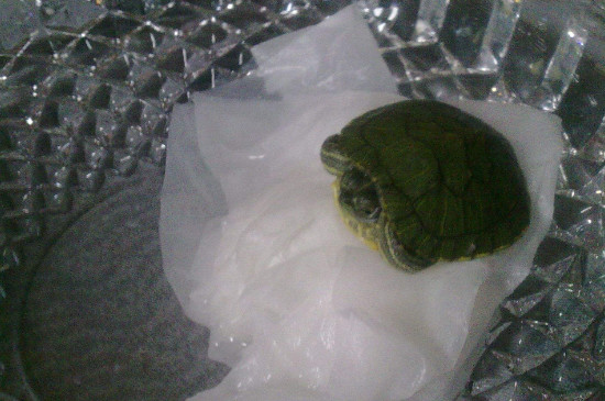 小巴西龟怎么过冬
