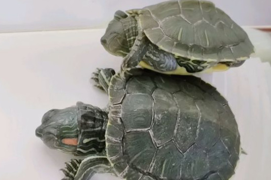 家养的巴西龟冬眠吗