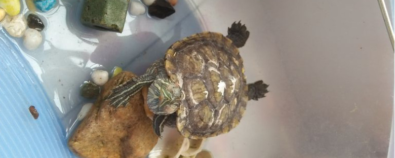 家养的巴西龟冬眠吗