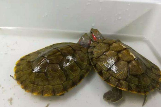 巴西幼龟可以冬眠吗