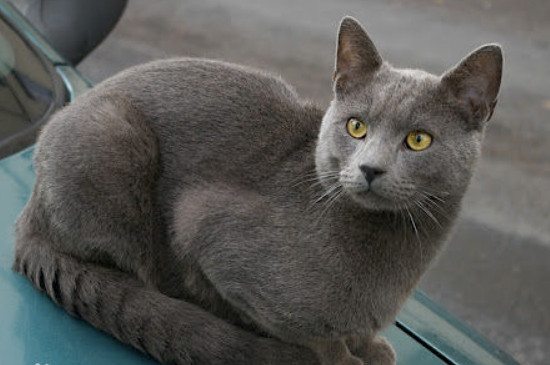 卡尔特猫和英短蓝猫的区别，看是否脸尖就能分辨了