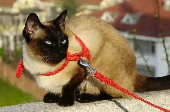 暹罗猫性格是怎样的，性格特点像狗粘人程度高