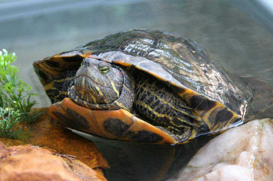 巴西龟寿命