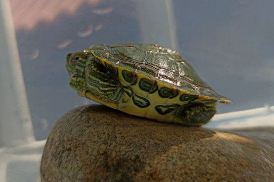 巴西龟可以干养吗