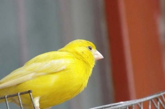 怎样才能让黄鸟繁殖