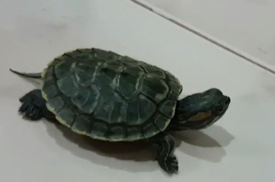 巴西龟如何分公母