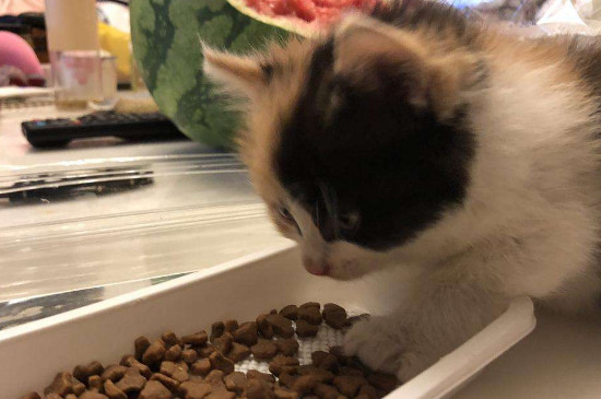 幼猫不吃猫粮怎么办