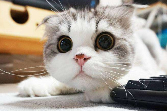 包子脸猫咪是什么品种，英短和狸花猫能长成包子脸
