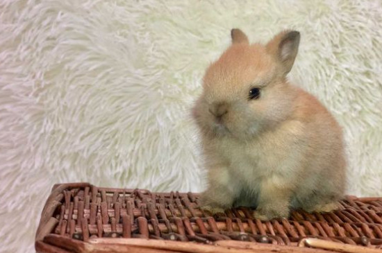 小兔子吃萝卜要晒干吗，胡萝卜最好晒干再喂兔子