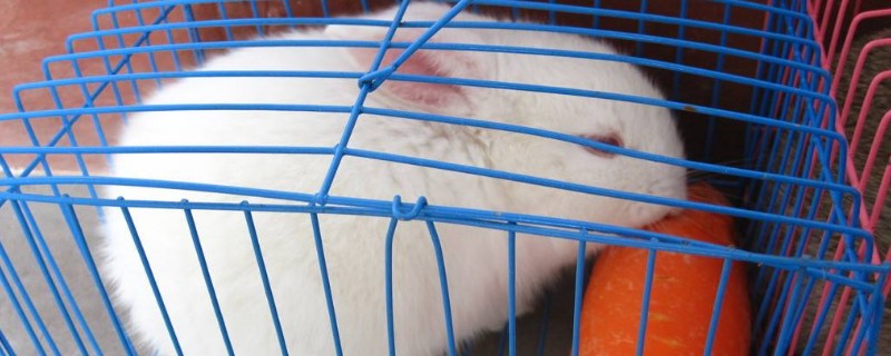 小兔子吃萝卜要晒干吗，胡萝卜最好晒干再喂兔子