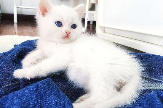 蓝眼白猫是土猫吗
