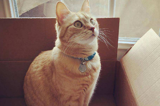 猫咪咬纸箱是在磨牙吗