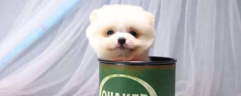 茶杯犬的价格一般是多少一只，幼犬市场售价在8000元