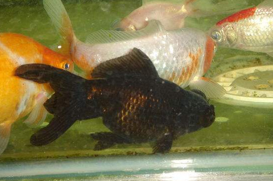 全身黑色的鱼有哪些，锦鲤金鱼都有黑色品种