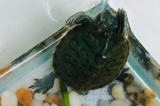 巴西龟冬眠时间要放水吗