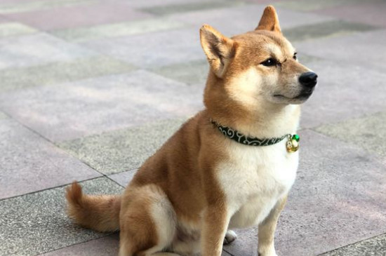 日本豆柴犬价格一般多少钱，纯种价钱至少需要10000元