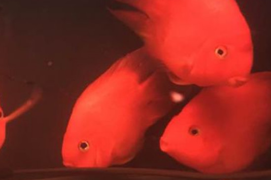 鹦鹉鱼不吃上浮饲料怎么办，怎样培养鹦鹉鱼吃上浮食