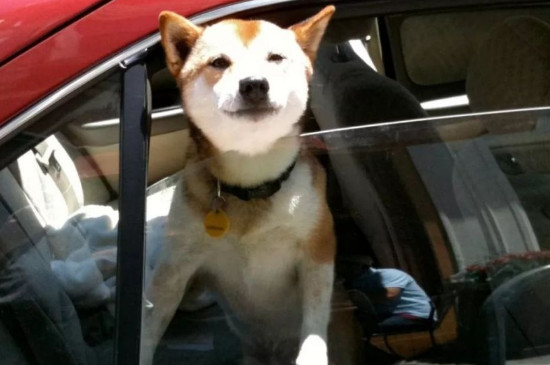 狗坐车吐舌头快速喘气怎么回事，怎么才能缓解