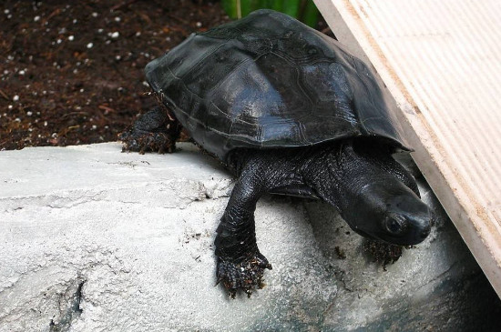 乌龟黑化算变异吗，不算变异但是好龟的标志