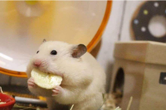 仓鼠可以吃生菜叶吗，可以吃但要控制食量