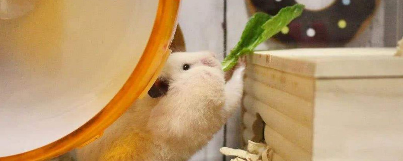 仓鼠可以吃生菜叶吗，可以吃但要控制食量
