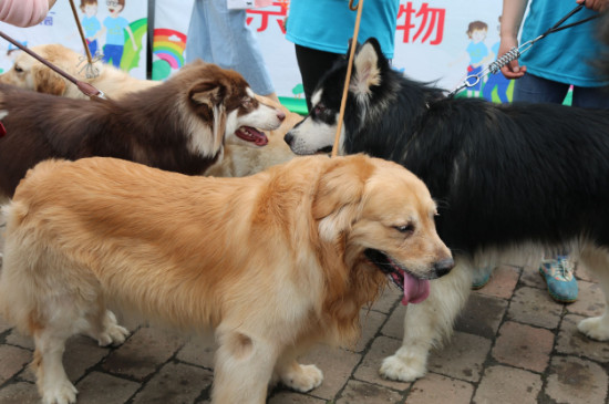 种公犬不爬狗怎么办