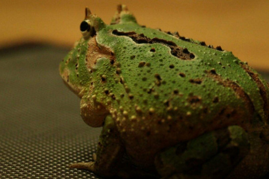 秘鲁角蛙多久成体