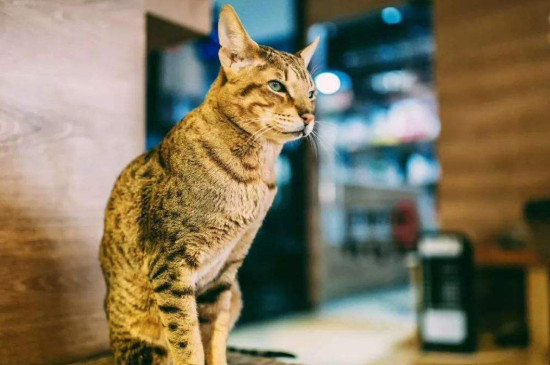 世界上最昂贵的猫咪，阿什拉一只16万其实是骗局
