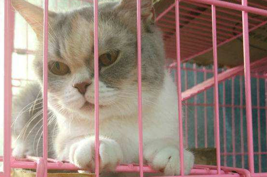猫咪配种需要关笼子嘛，一般不需要关笼子以免打架