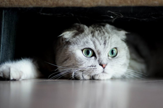 猫大小眼是怎么回事，猫眼睛大小眼能自愈吗