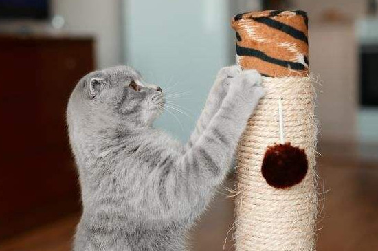 猫抓板附带粉末是什么，猫抓板里送的粉末有用吗