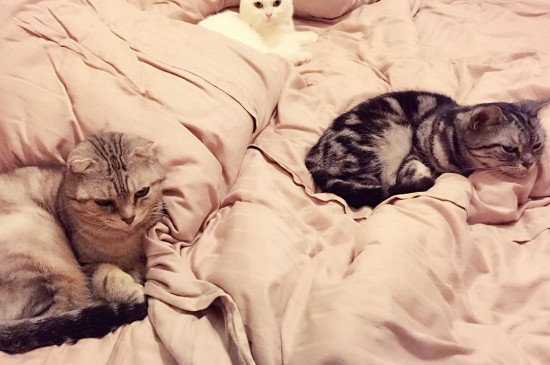 被猫压床预示着什么