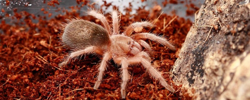 智利火玫瑰蜘蛛踢毛是怎么样的，踢毛厉害的注意事项