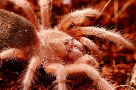 智利火玫瑰蜘蛛踢毛是怎么样的，踢毛厉害的注意事项