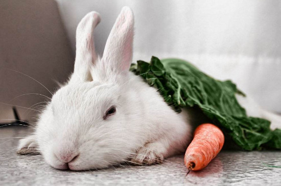 兔子爱吃胡萝卜吗，兔子其实不怎么吃胡萝卜