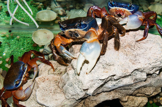 养观赏螃蟹都需要哪些设备
