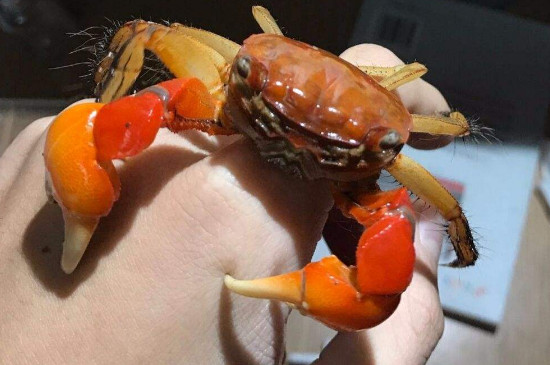 红螯相手蟹寿命多长能活几年