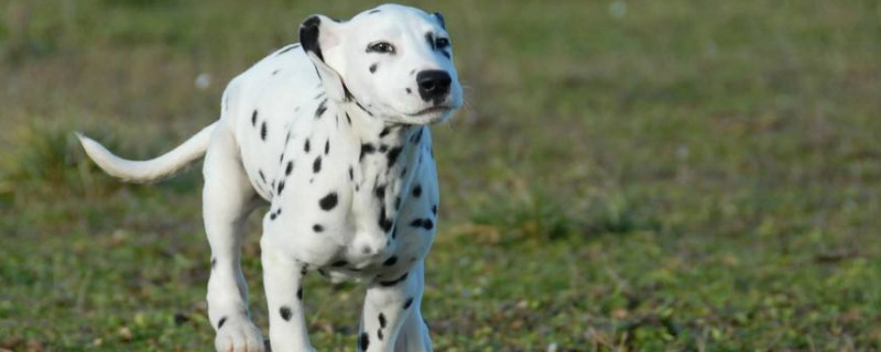 黑白斑点狗是什么品种