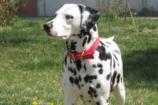 黑白斑点狗是什么品种