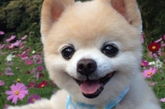 萌犬俊介是什么品种，是一只出生日本的英系博美