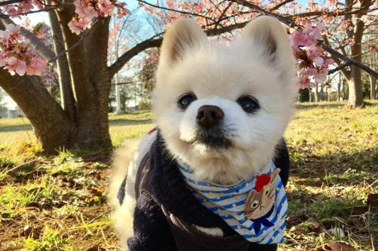 萌犬俊介是什么品种，是一只出生日本的英系博美