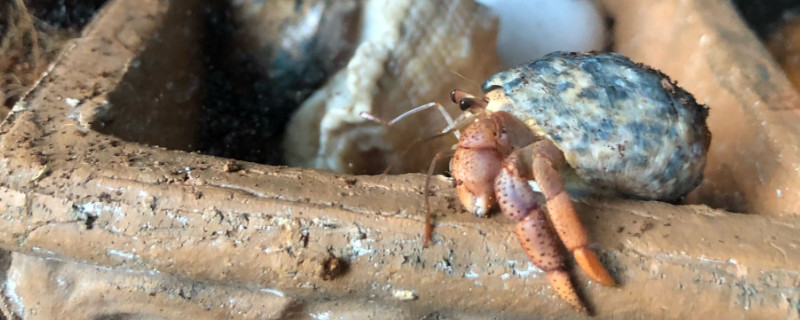 什么观赏蟹可以深水养，深水观赏蟹有哪些